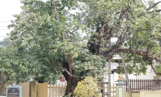 Cây thị nghìn năm trổ ra nguyên hình voi con cưỡi trên lưng voi mẹ