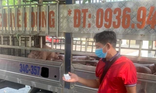 Công an chặn đứng vụ vận chuyển lợn nhiễm dịch về Hải Phòng tiêu thụ