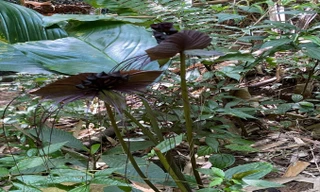 Sơn La: Phát hiện loài cây nở hoa hình con dơi, 'râu' dài như râu hùm