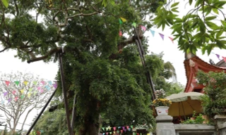 Cây táu bạc có niên đại 2.100 năm, tương truyền trồng từ thời vua Hùng thứ 18