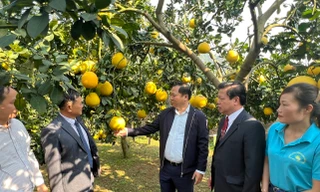 Bí quyết thoát nghèo, đưa bưởi Diễn ở miền núi Hòa Bình vươn ra biển lớn