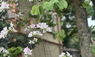 Hoa ban bung nở khắp nẻo đường Tây Bắc 