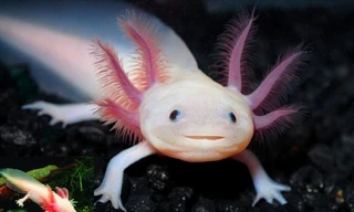 Kỳ lại cá cảnh 6 sừng, 4 chân