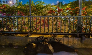 Cầu bộ hành tại TP.HCM thành nơi ở của người vô gia cư