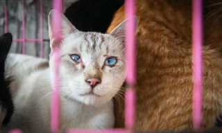 95% người Việt Nam được hỏi phản đối việc buôn bán thịt chó, mèo