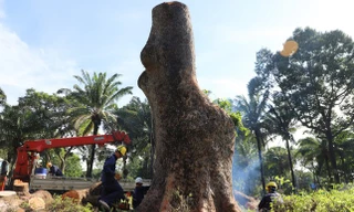 Lý do đốn hạ cổ thụ trăm tuổi ở TPHCM; Xe khách Thành Bưởi có thể được hoạt động lại