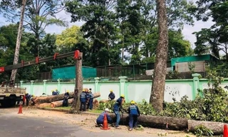 TPHCM đấu giá gỗ từ hơn 200 cây cổ thụ bị đốn hạ