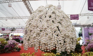 Chậu lan hồ điệp cao 4m gần 2 tỷ đồng đã có người hỏi mua