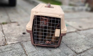 Khỉ mặt đỏ nhảy lên xe máy, hù dọa người đi đường