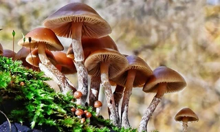 Ảnh minh hoạ: Internet