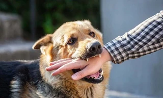 Ảnh minh hoạ: Internet