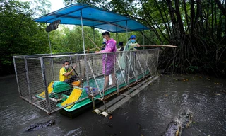Một ngày trải nghiệm tour đường sông câu cá sấu ở Cần Giờ