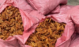 Tang vật vụ việc. 