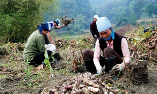 Phát triển cây trồng đặc sản ở địa phương. 