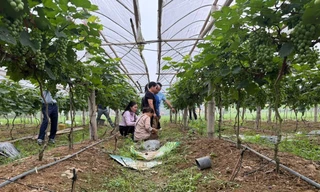 Nhiều mô hình phát triển kinh tế ở Lạng Sơn đem lại hiệu quả. 