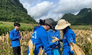 Thu hoạch ngô cho người dân.