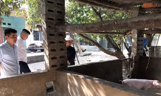 Kiểm tra công tác phòng chống dịch tả lợn châu Phi. 