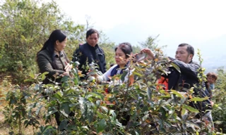 Ngành Y tế Cao Bằng kiểm tra bụi cây nơi các cháu vui chơi, ngộ độc -Ảnh: CB