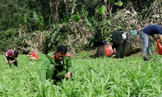 Phá nhổ cây thuốc phiện. Ảnh: H.T