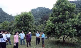 Ở Lạng Sơn có nhiều mô hình phát triển, xây dựng kinh tế gắn với đồi, rừng -Ảnh: PV