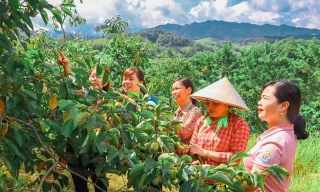 Mô hình phát triển quả hồng đặc sản Bảo Lâm (huyện Cao Lộc, tỉnh Lạng Sơn)