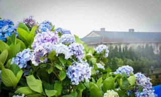 Cẩm tú cầu nở rộ trên đỉnh Mẫu Sơn 