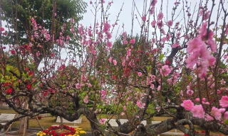 Hàng trăm cây đào ở Lạng Sơn rực rỡ sau Tết