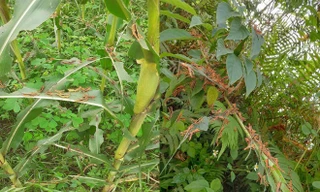 Hoa màu ở Cao Bằng bị châu chấu gây hại.