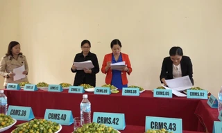 Tuyển chọn giống chanh rừng Mẫu Sơn -Ảnh: VH