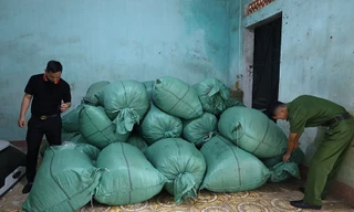 Bắt giữ trên 1,3 tấn giun đất. Ảnh: HM