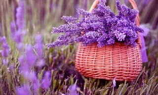 Ảnh minh hoạ: Internet