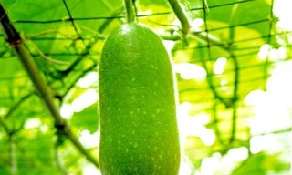 Ảnh minh hoạ: Internet