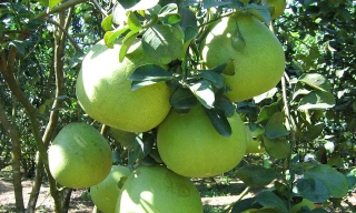 Ảnh minh hoạ: Internet