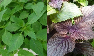 Ảnh minh họa: Internet