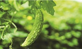 ẢNh minh họa: Internet