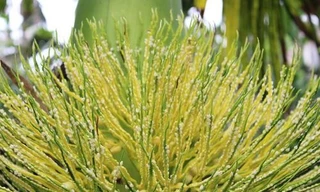 Ảnh minh hoạ: Internet