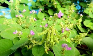 Ảnh minh hoạ: Internet