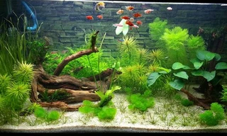 Ảnh minh hoạ: Internet