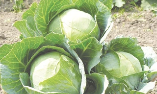 Ảnh minh hoạ: Internet