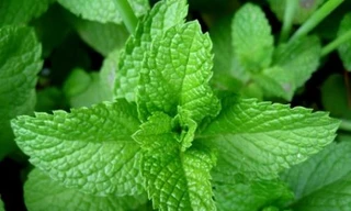 Ảnh minh hoạ: Internet