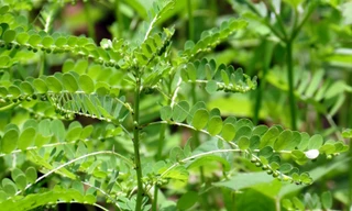 Ảnh minh hoạ: Internet