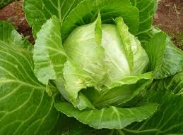 Ảnh minh hoạ: Internet