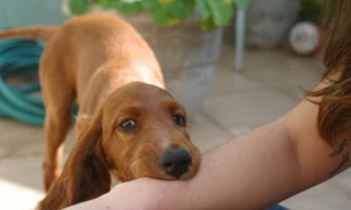 Khi bị chó cắn, cần đi tiêm vắc xin phòng bệnh dại. Ảnh minh hoạ: Internet