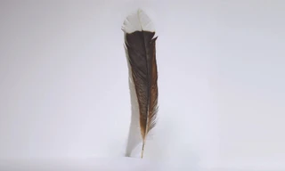 Chiếc lông chim huia vừa được bán với giá hơn 700 triệu đồng. (Ảnh: Webb’s Auction House) 