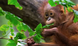 Đười ươi đang bị suy giảm số lượng nhanh chóng ở Malaysia