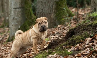 Ngày càng nhiều người Hàn Quốc nuôi thú cưng. (Ảnh: Pexels)