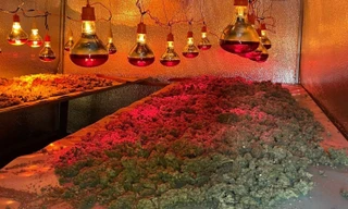 Khu vườn trồng cần sa bị triệt phá ở Gia Lai