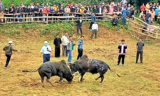 Màn giao tranh kịch tính của những ‘đấu sĩ bò’ trên cao nguyên