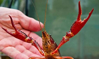 Tôm càng đỏ huộc danh mục loài ngoại lai có nguy cơ xâm hại