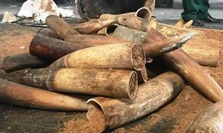 Nhân viên tráo hàng trăm kg ngà voi, lãnh đạo rút kinh nghiệm?